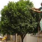 Curso de poda de arvores, incrições abertas