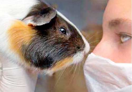 Câmara aprova fim do teste com animais para fabricação de cosméticos