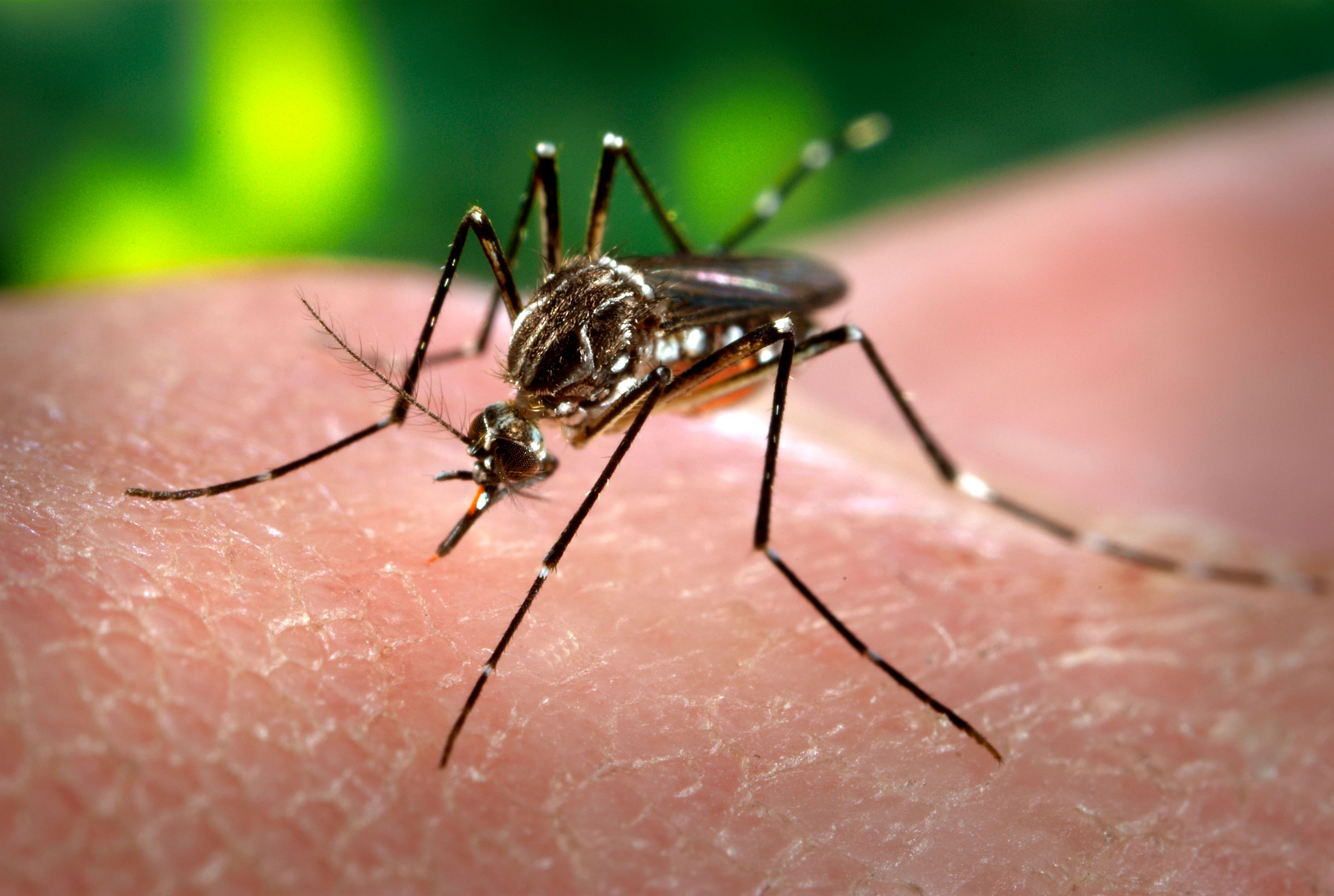Mutirão de combate a dengue é realizado hoje nas rodovias paulistas