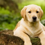 Estudo mostra que cachorro não gosta de quem é hostil com seu dono