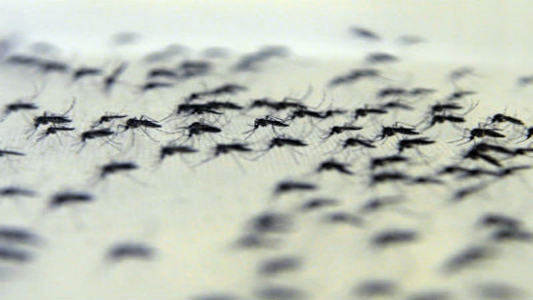 Mosquitos já transmitem 37 vírus no Brasil