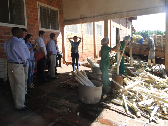 Conheça as vantagens do palmito da variedade Pupunha