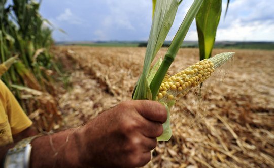 Clima prejudica produção e faturamento dos agricultores despenca