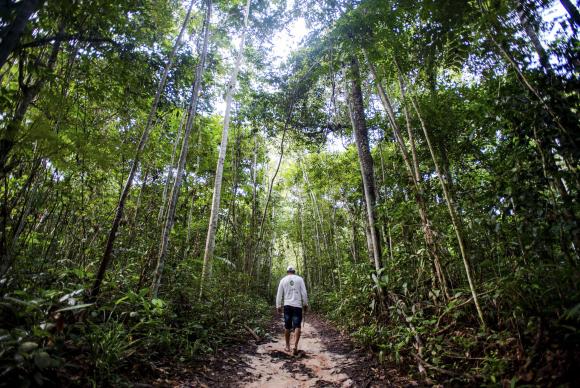 Produção florestal do país cresce 16,7% e chega a R$ 44,3 bi em 2024