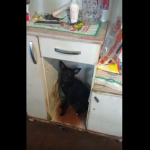 Falta de projeto do poder executivo em relação aos animais é assunto de Sessão da Câmara de Ipaussu