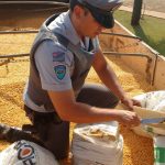 Polícia apreende caminhão em Santa Cruz com maconha escondida entre carga de milho