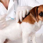Campanha de vacinação antirrábica começa neste sábado em Santa Cruz