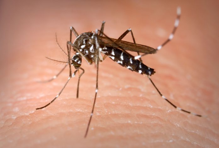 ab68e-dengue