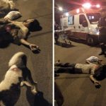 Catador de latinha cai e cachorros cuidam dele até a chegada do SAMU, em Assis
