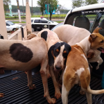 Dupla é multada por caça ilegal com uso de matilha de cães em Chavantes