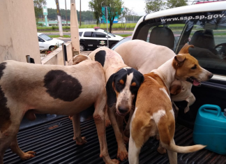 Dupla é multada por caça ilegal com uso de matilha de cães em Chavantes