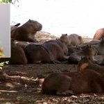 Exame confirma morte de filho de vereador ipaussuense por febre maculosa