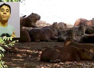 Exame confirma morte de filho de vereador ipaussuense por febre maculosa