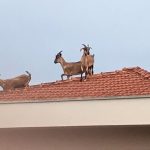 Cabras sobem em telhado e chamam atenção de moradores do bairro São José em Santa Cruz