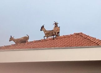 Cabras sobem em telhado e chamam atenção de moradores do bairro São José em Santa Cruz