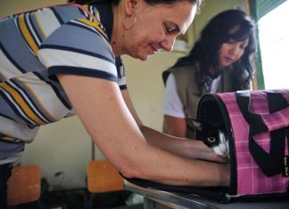 Senado aprova aumento de pena para agressores de cães e gatos