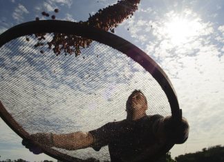 Conab avalia que Brasil terá segunda maior safra de café em 2020