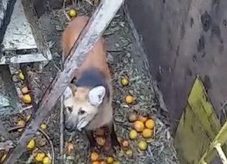 LOBO-GUARÁ É RESGATADO APÓS CAIR EM POÇO EM CERQUEIRA CÉSAR