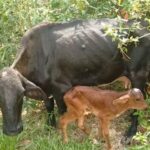 Vaca com três patas surpreende ao parir bezerro no interior de SP