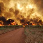 Incêndio de grande proporção em canavial mata animais e destrói veículos na região de Palmital