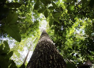 Livro traz aplicação de 150 espécies nativas da flora brasileira