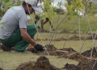 Dia da Árvore: projeto ajuda a reflorestar bioma 100% brasileiro