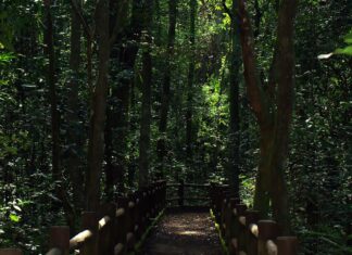 Presidente sanciona redução da Floresta Nacional de Brasília