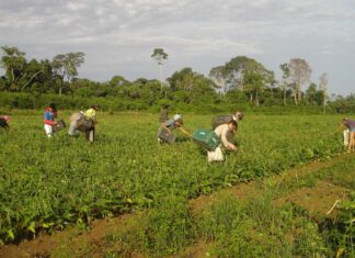 PAA: agricultores contam como melhoraram a renda e combateram a fome