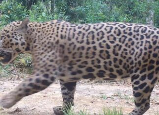 Pesquisadores monitoram comportamento de onças na Amazônia
