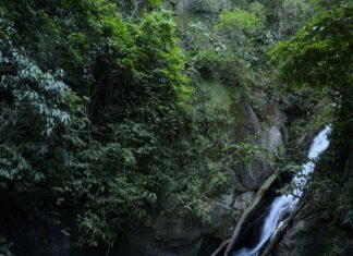 Prospecção contribui para aumento de trilhas na Mata Atlântica
