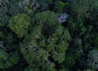 Campanha destaca luta de mulheres na defesa da floresta amazônica