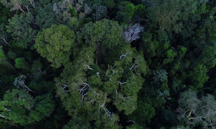 floresta_amazonica_vista_de_cima