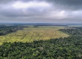 Desmatamento na Amazônia registra maior queda do ano em novembro