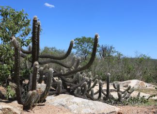Governo retoma Comissão Nacional de Combate à Desertificação