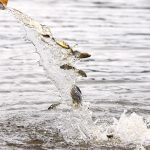 CTG Brasil solta mais de 1 milhão de peixes no rio Paranapanema