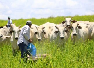 Subsídios da UE favorecem pecuária em detrimento da agricultura
