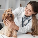 Dia Mundial da Medicina Veterinária: entenda a contribuição destes profissionais para a sociedade
