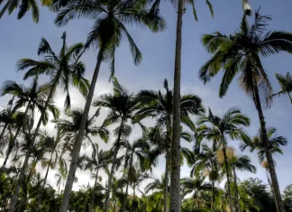 Câmara aprova regras menos rígidas para plantação de eucalipto
