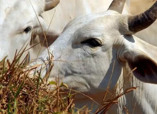 Governo de MT transforma “boi bombeiro” em lei para combater fogo no Pantanal